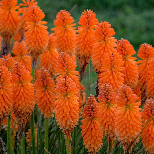 Kniphofia - PW® Pyromania® Blazing Orange Red Hot Poker, Torch Lily