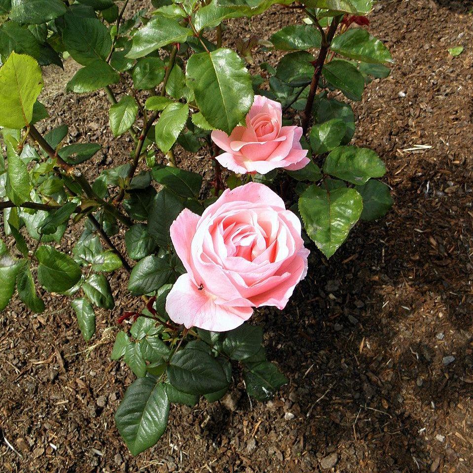 Rosa - Queen Elizabeth™ Grandiflora Rose