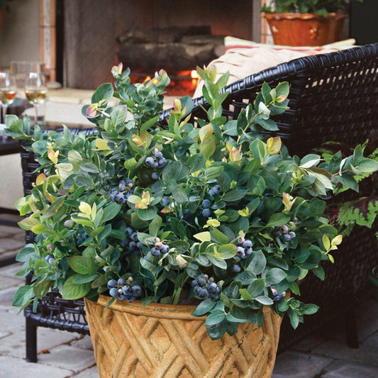 Vaccinium corymbosum - Peach Sorbet® Blueberry