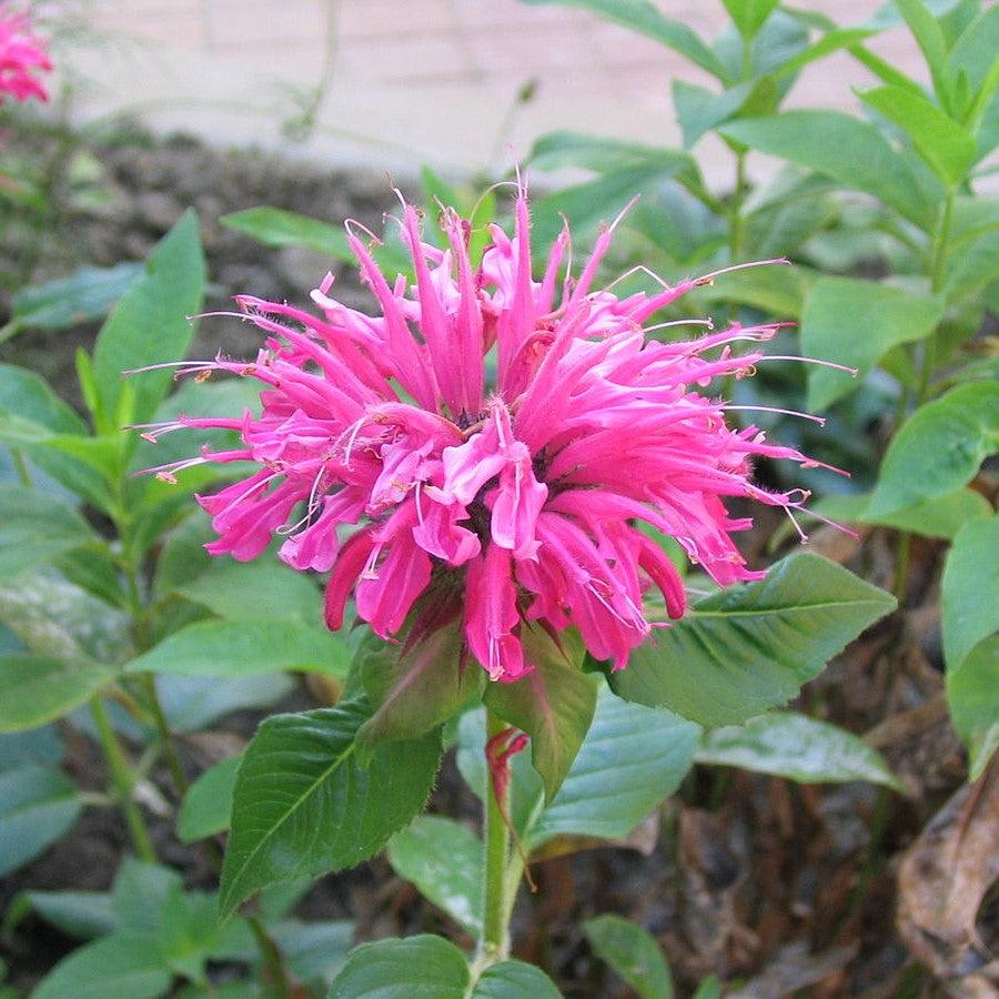 Monarda - Sugar Buzz® Bubblegum Blast Bee Balm