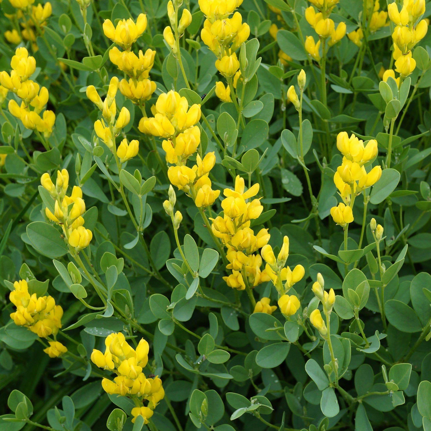 Baptisia australis  - American Goldenfinch False Indigo