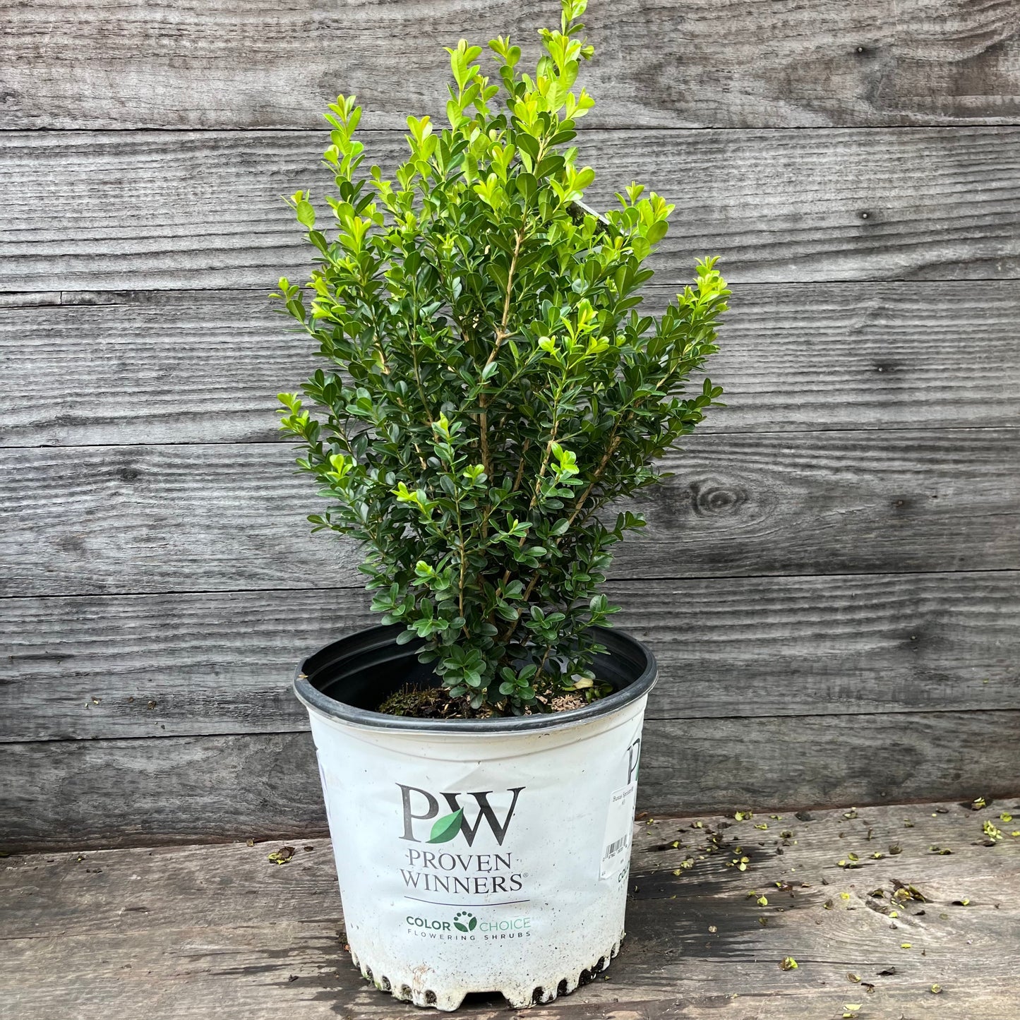 Buxus microphylla - Sprinter® Boxwood