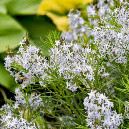 Amsonia  - String Theory Blue Star