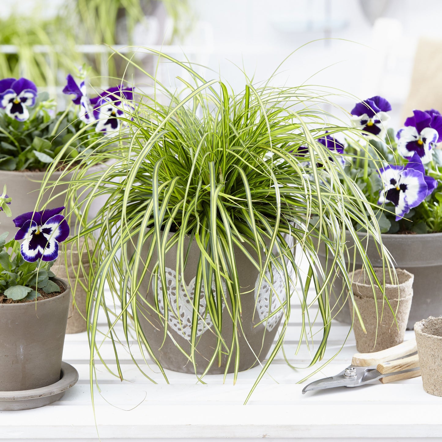 Carex oshimensis - Evercolor® Eversheen Variegated Sedge