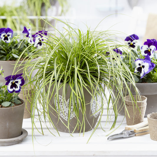 Carex oshimensis - Evercolor® Eversheen Variegated Sedge