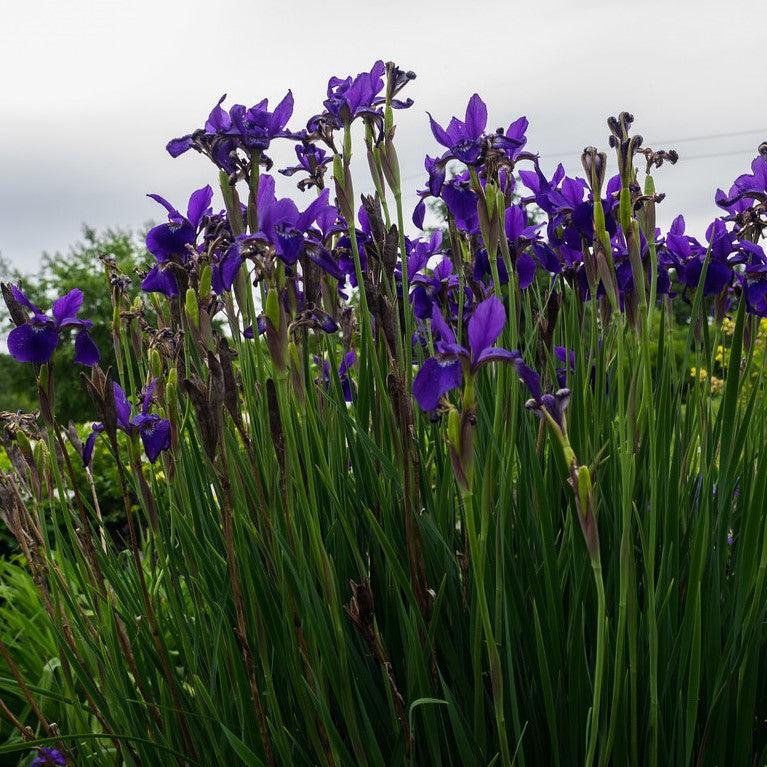 Iris sibirica - Caesar's Brother Siberian Iris