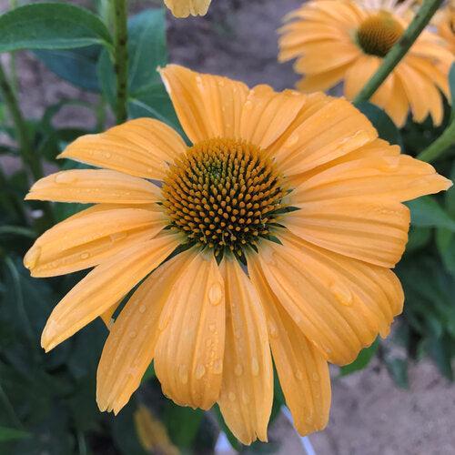 Echinacea - Color Coded® One in a Melon Echinacea