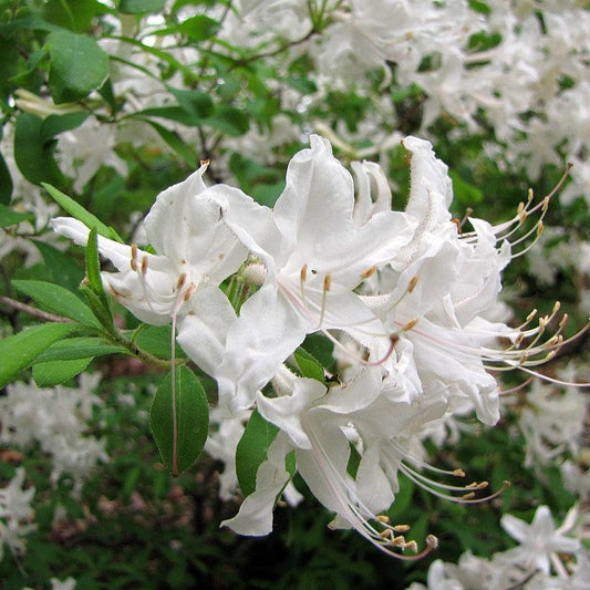 Azalea viscosum  - Swamp Azalea
