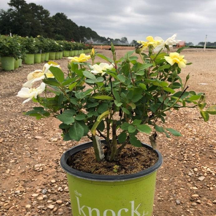 Rosa  - Sunny Knock Out® Rose