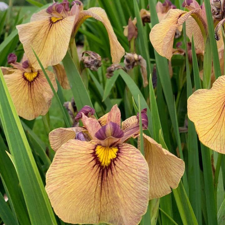 Iris pseudata - Yarai Pseudata Iris