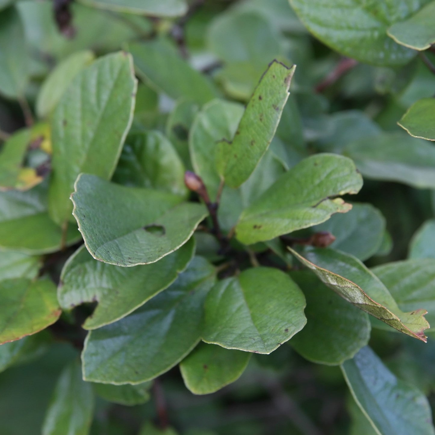 Fothergilla gardenii - Blue Mist Fothergilla