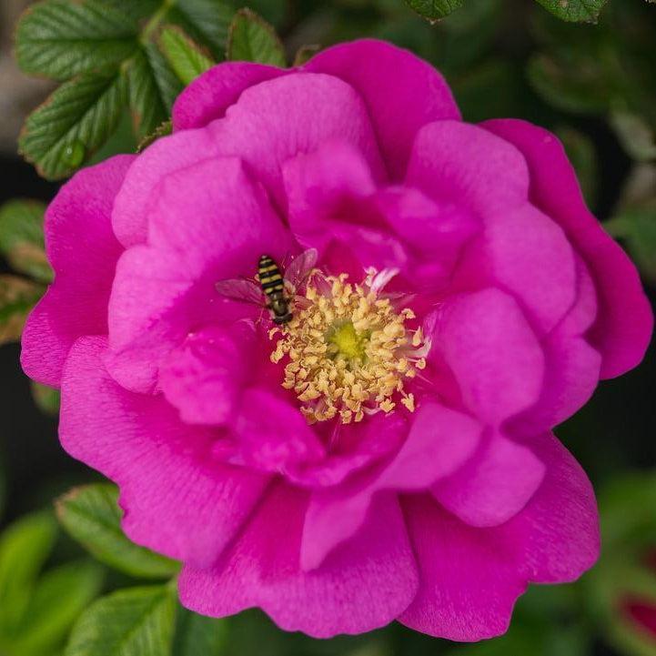 Rosa rugosa - Lotty's Love™ Rose
