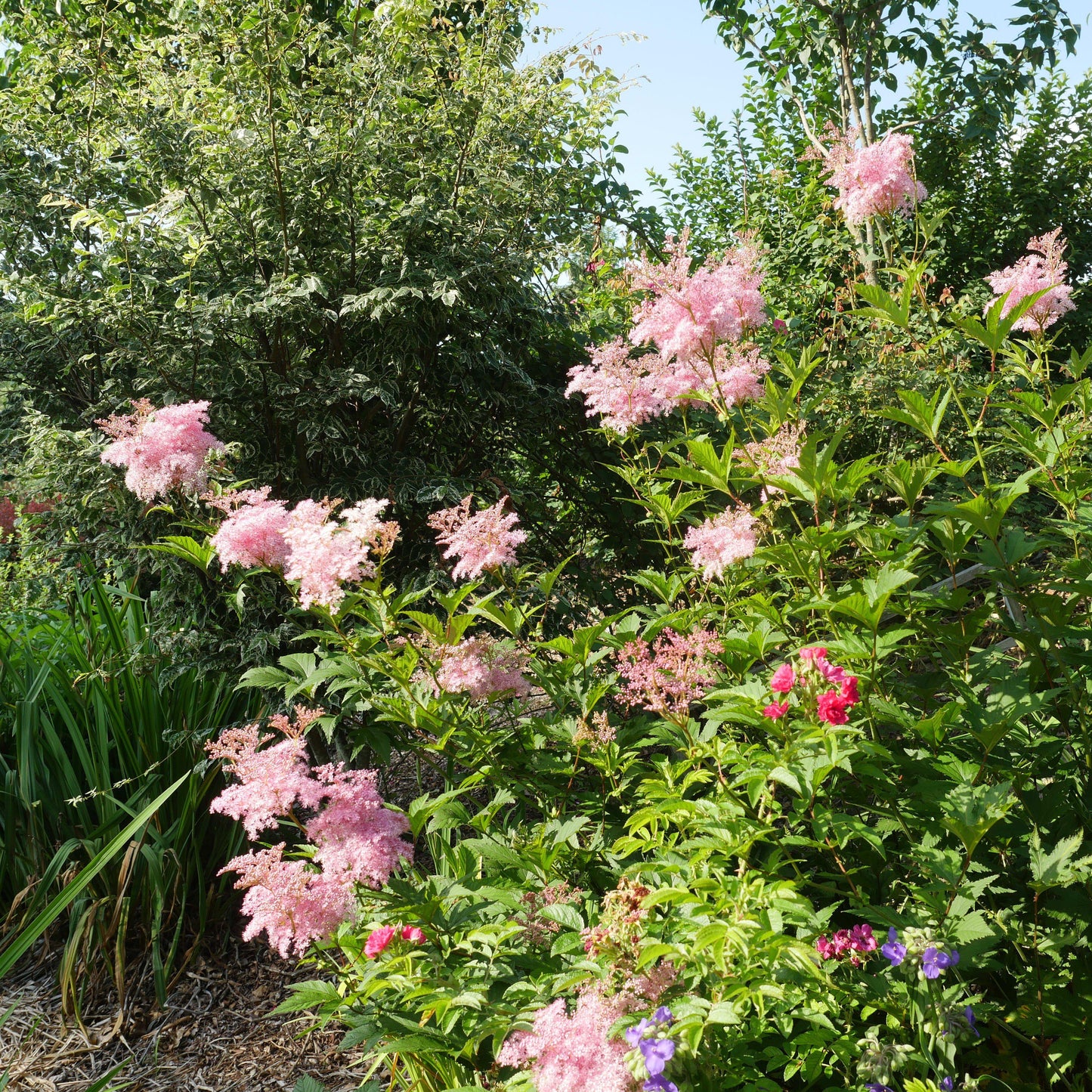 Filipendula rubra - Venusta Queen of the Prairie