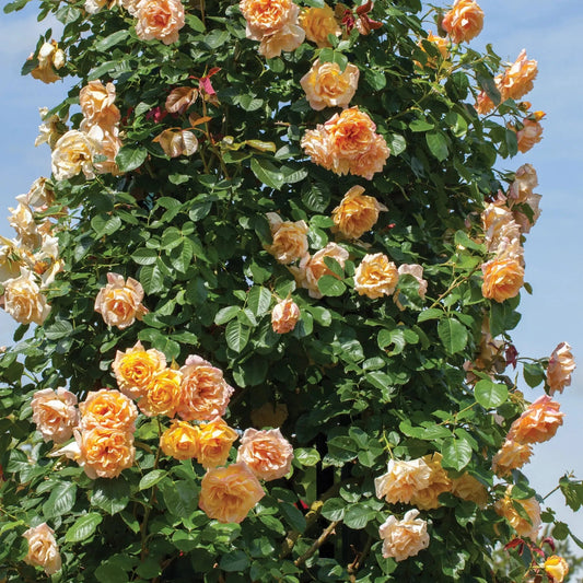 Rosa - Garden Sun™ Climbing Rose