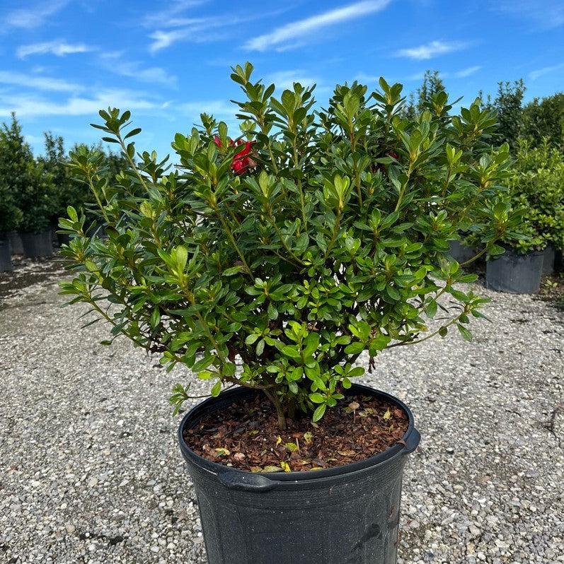Encore® Autumn Bonfire™ Azalea