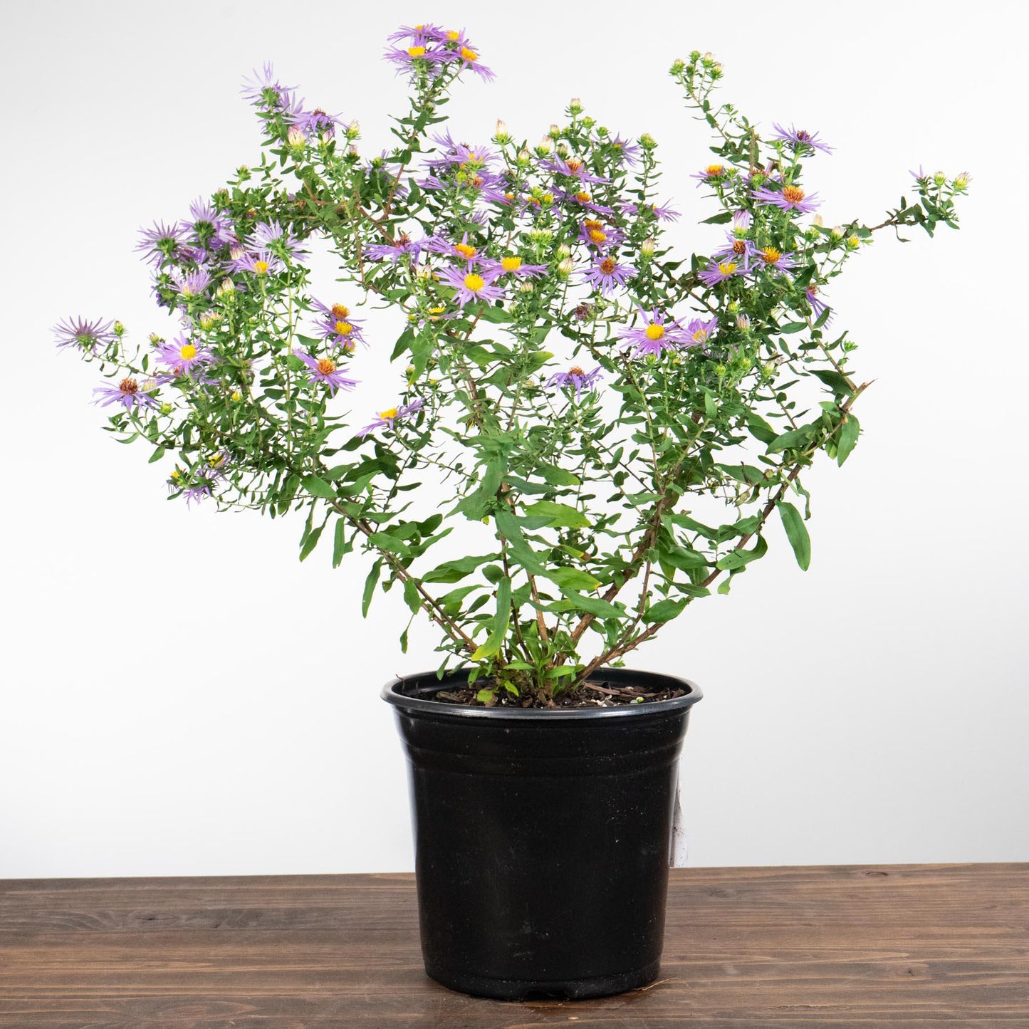 Aster oblongifolius - Raydon's Favorite Aromatic Aster