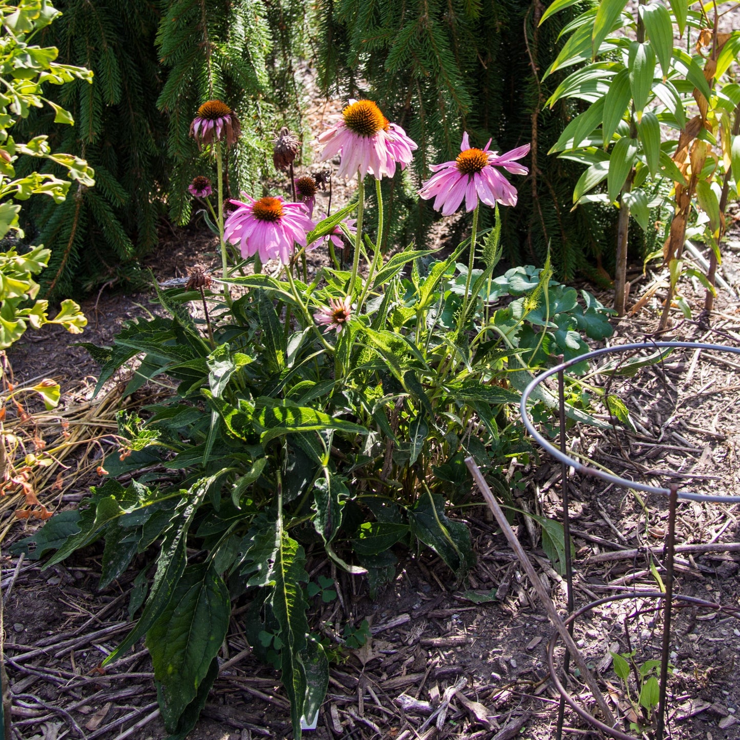 Echinacea purpurea - Ruby Star Echinacea