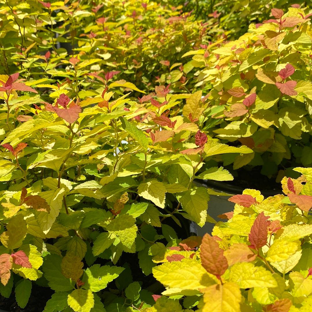 Spiraea japonica - Double Play® Candy Corn® Spirea