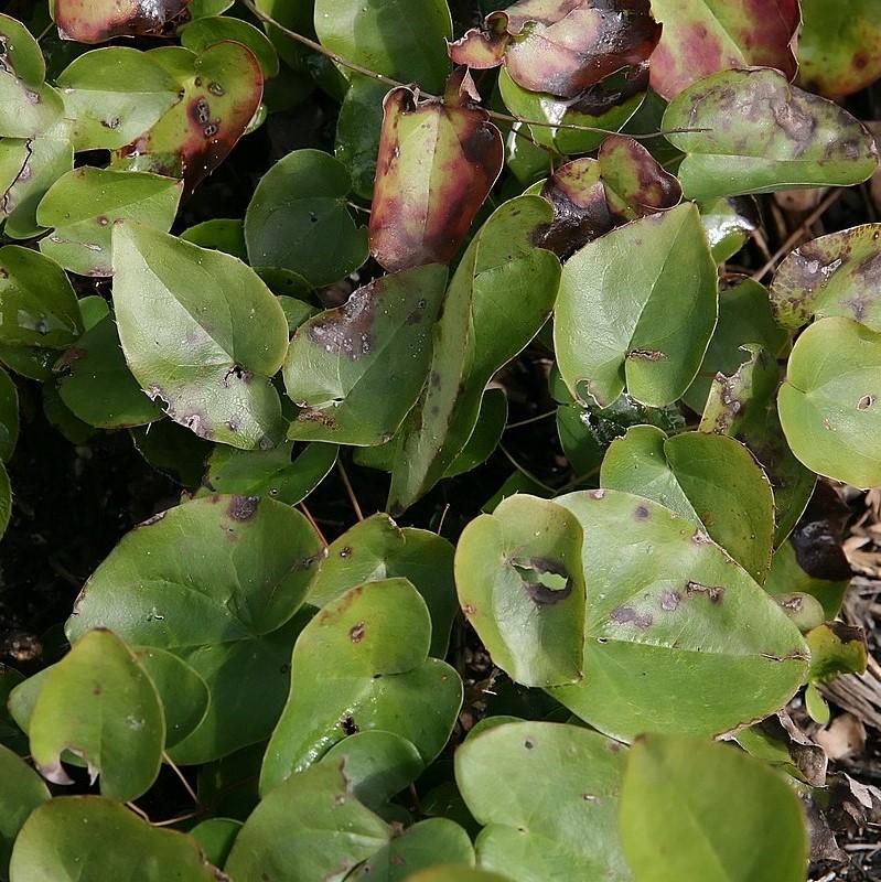 Epimedium versicolor - Sulphureum Bishop's Hat