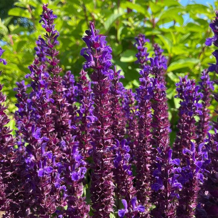 Salvia x nemorosa - Perpetual Purple™ Meadow Sage