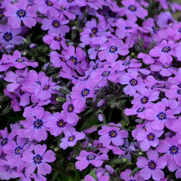 Phlox subulata - Eye Shadow Creeping Phlox