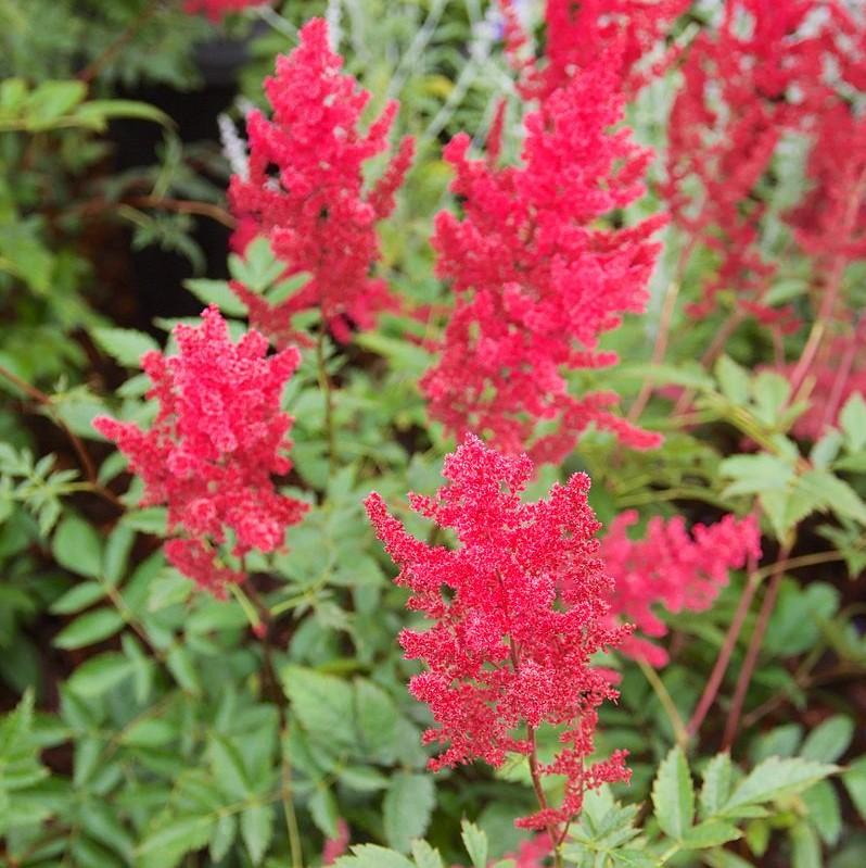 Astilbe x arendsii - Fanal Astilbe