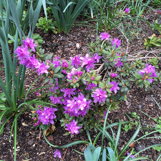 Rhododendron - Purple Gem