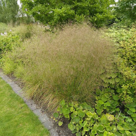 Deschampsia cespitosa - Golden Dew Tufted Hair Grass