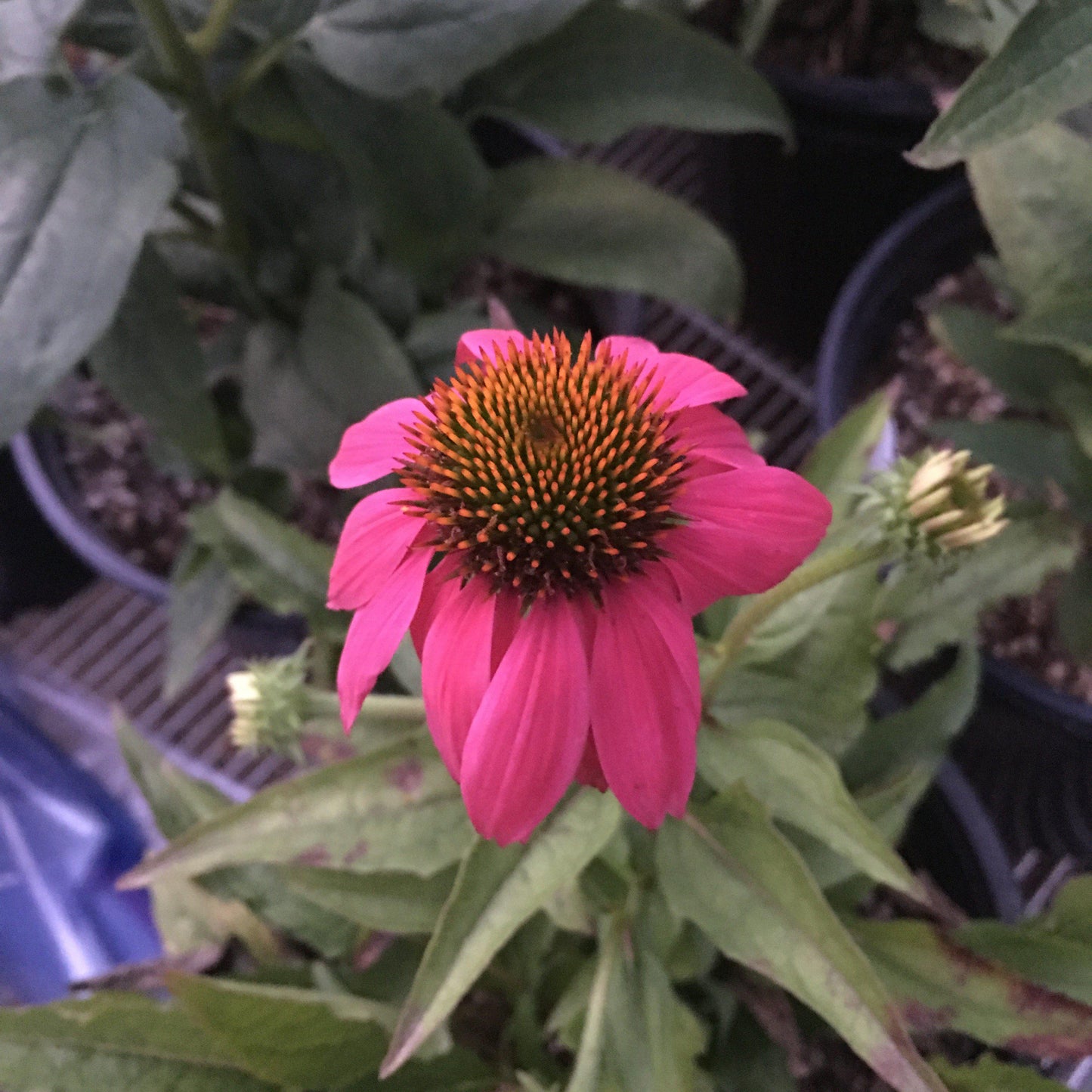 Echinacea purpurea - PowWow® Wild Berry Echinacea, Coneflower