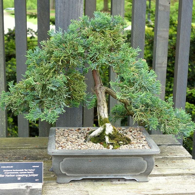 Juniperus horizontalis - Bar Harbor Juniper