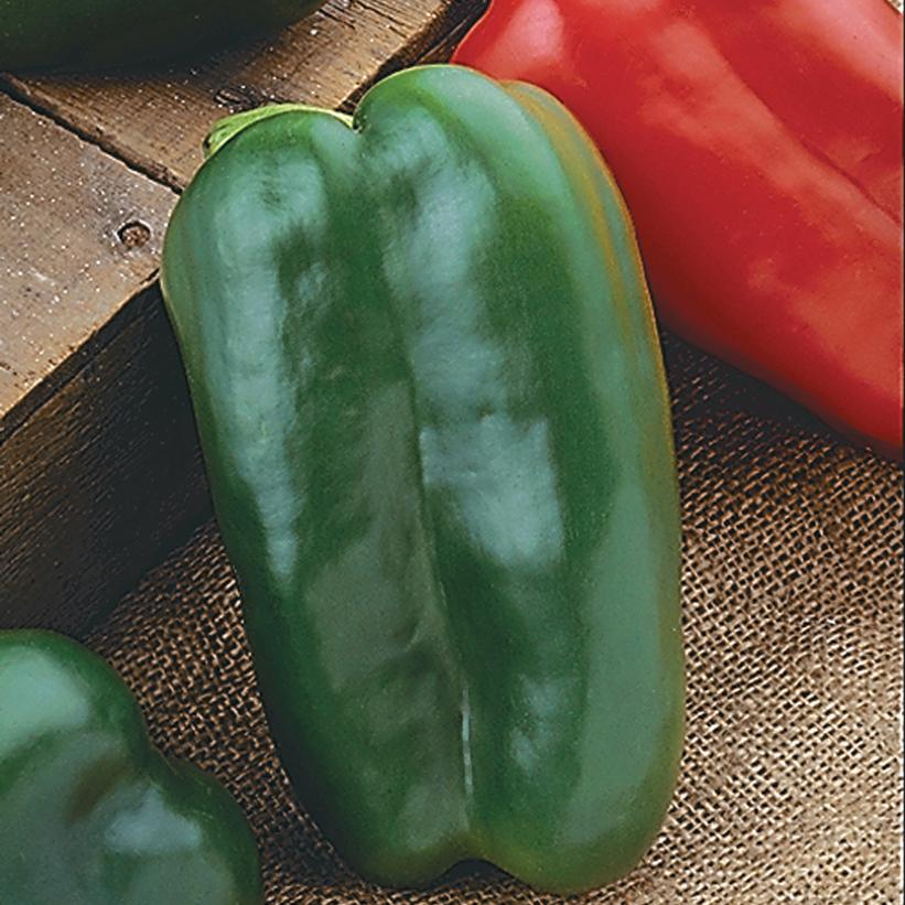 Capsicum annuum - Big Bertha Pepper