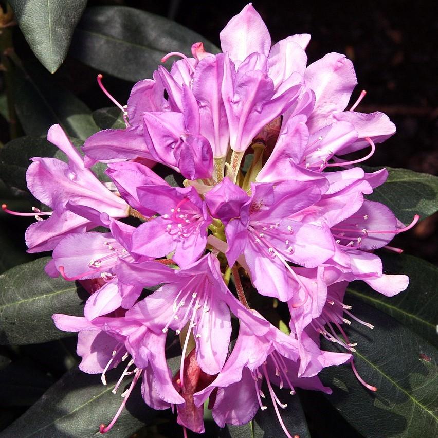 Rhododendron - English Roseum Rhododendron