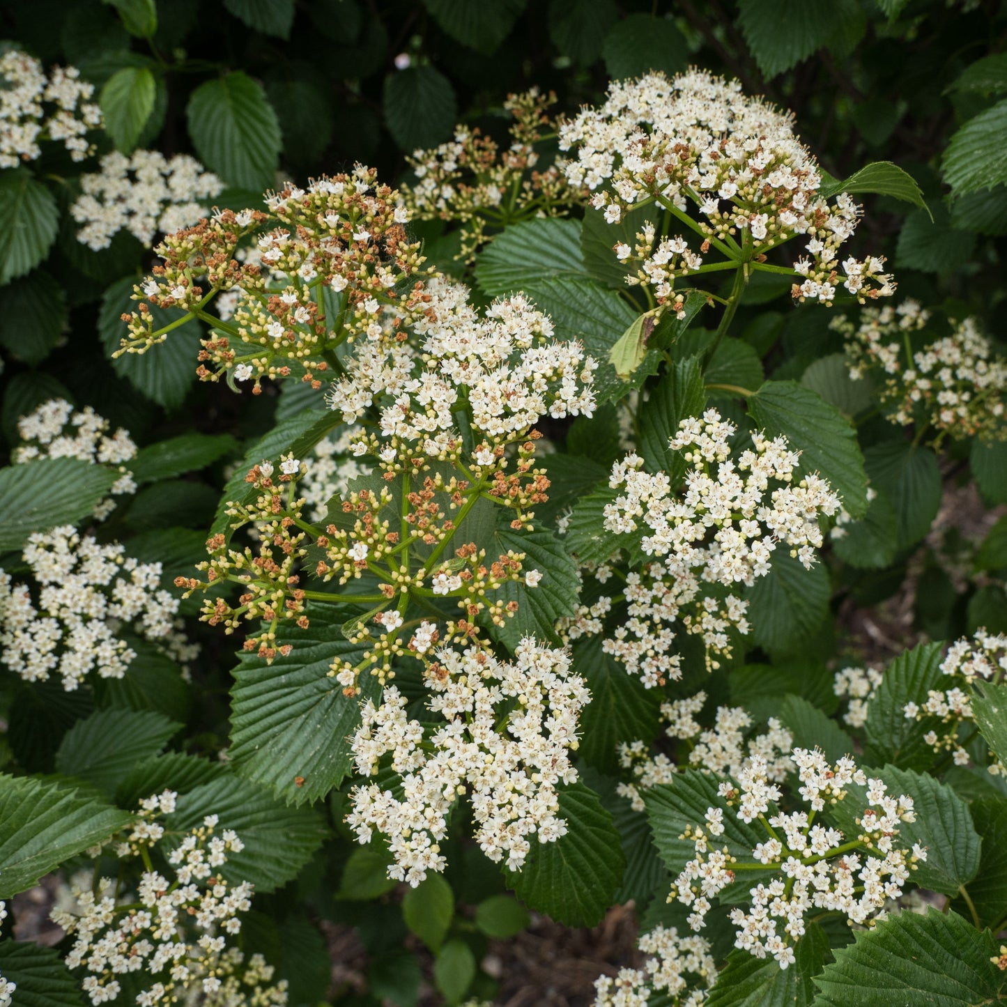 Viburnum dentatum - Autumn Jazz® Viburnum