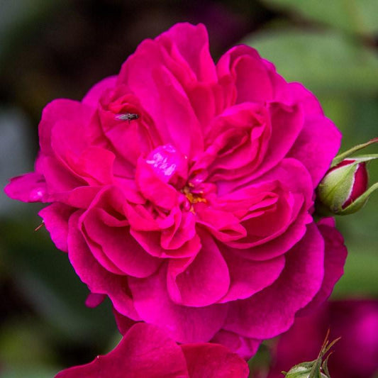 Rosa - Darcey Bussell Rose