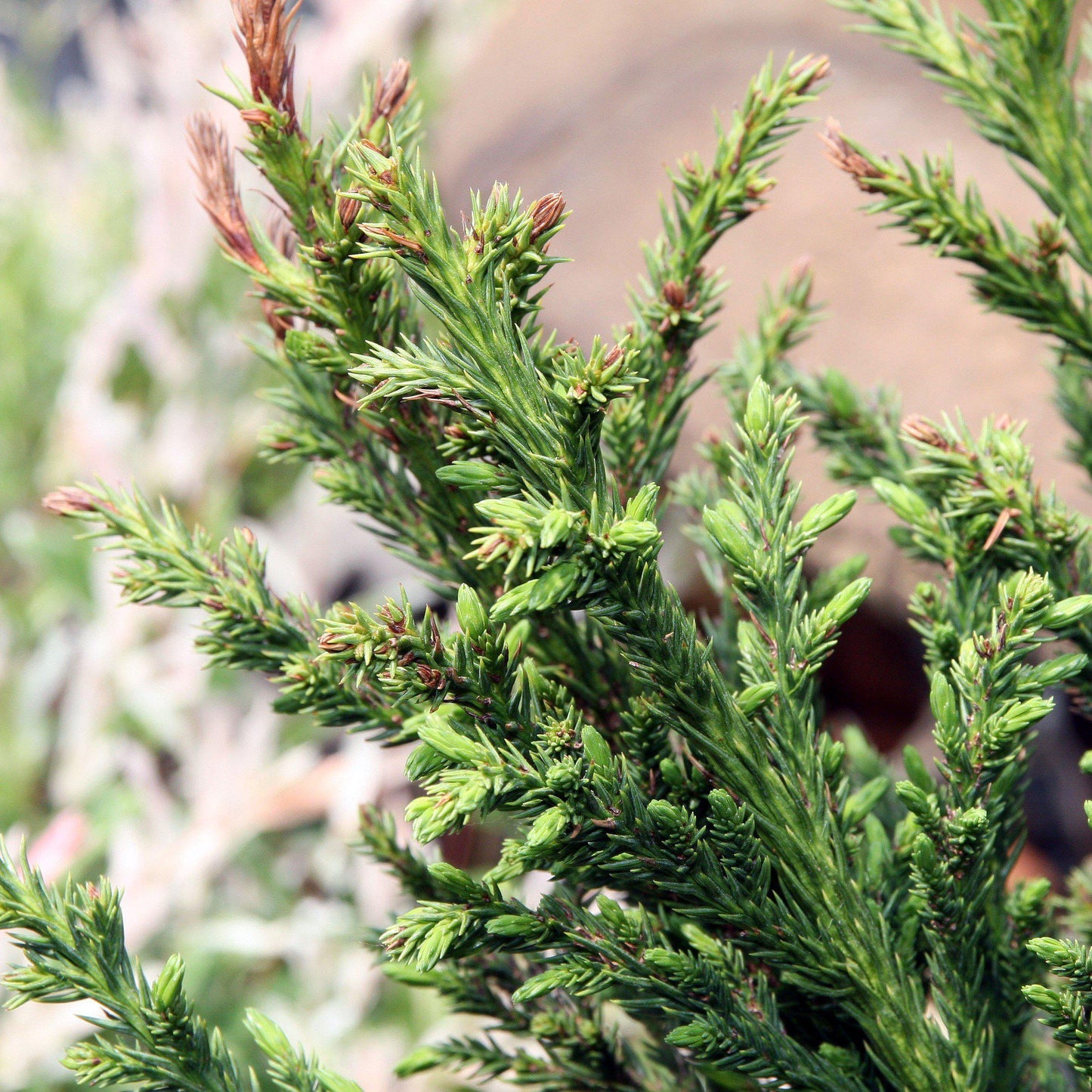 Cryptomeria japonica - Black Dragon Japanese Cedar