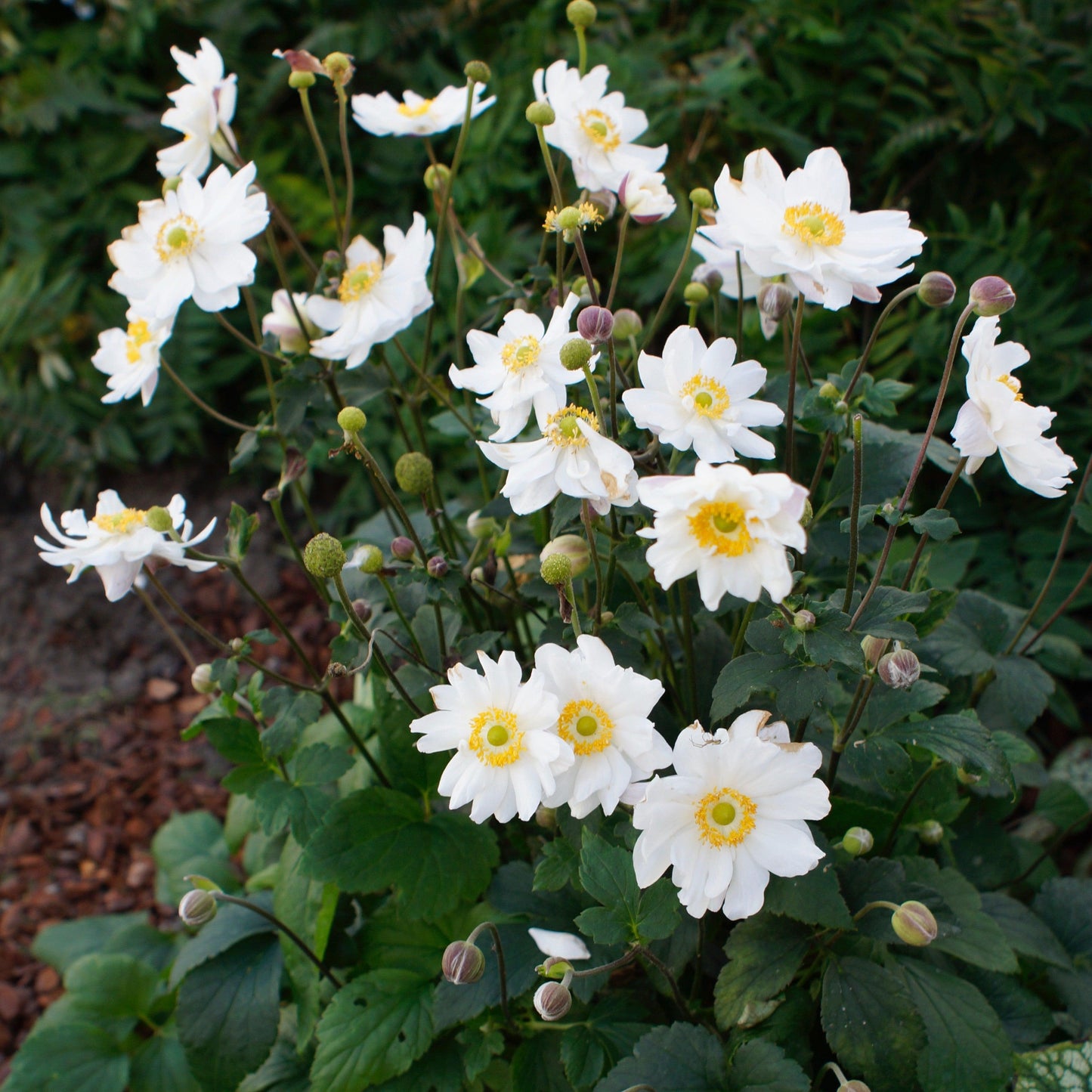 Anemone hupehensis - Fantasy™ Snow Angel Anemone