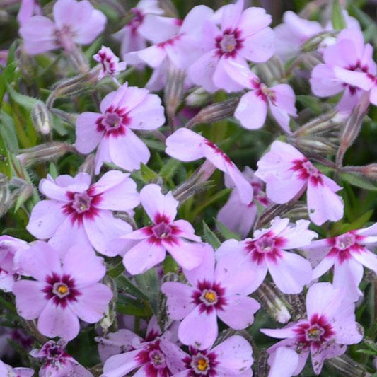 Phlox subulata - Eye Candy Creeping Phlox