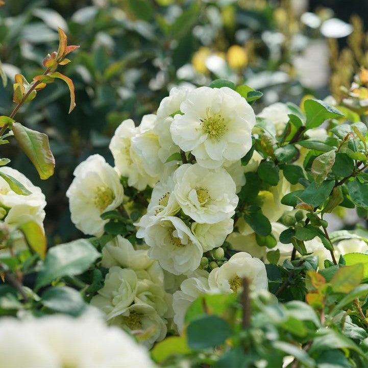 Chaenomeles speciosa - PW® Double Take™ Eternal White® Flowering Quince
