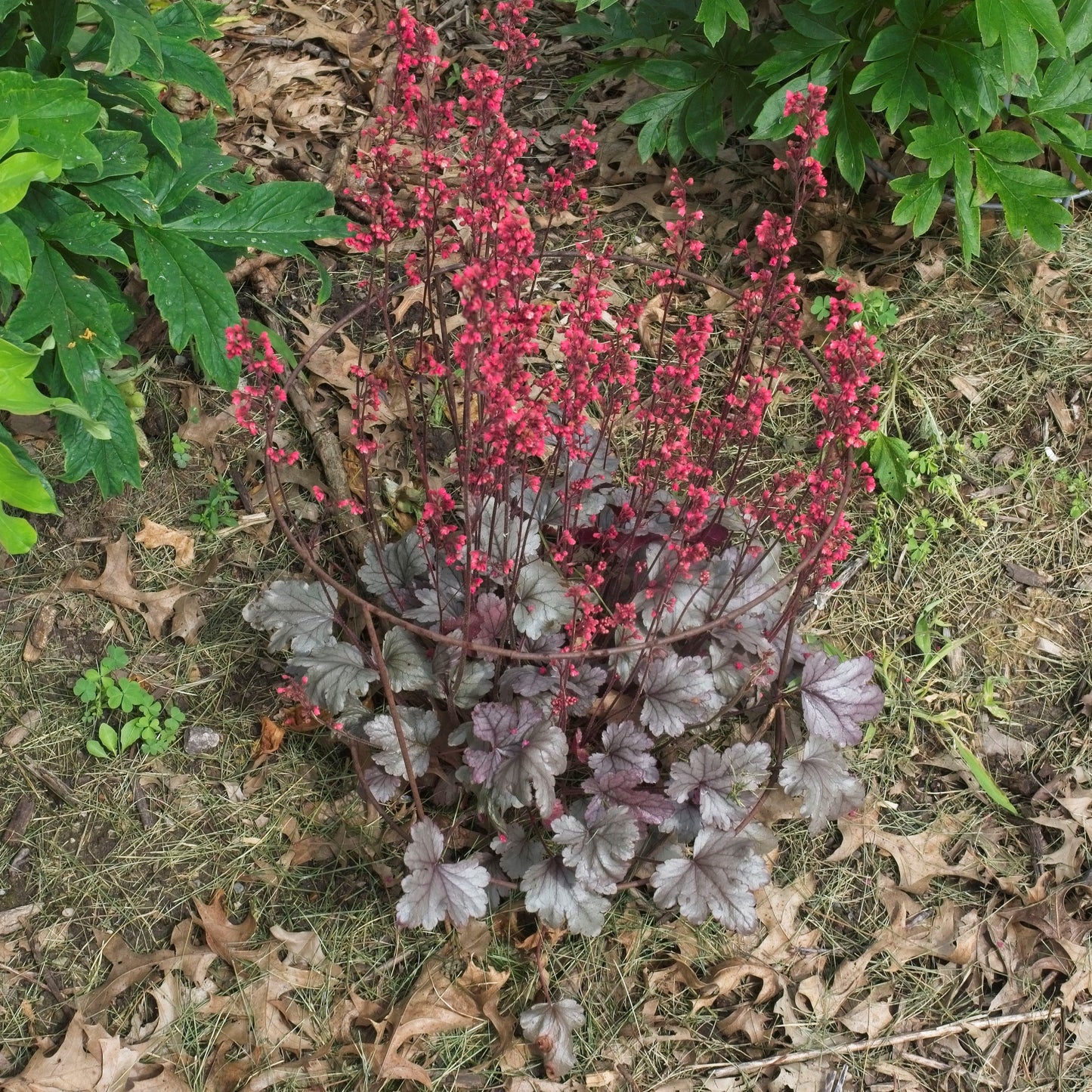 Heuchera - Dolce® Silver Gumdrop Heuchera
