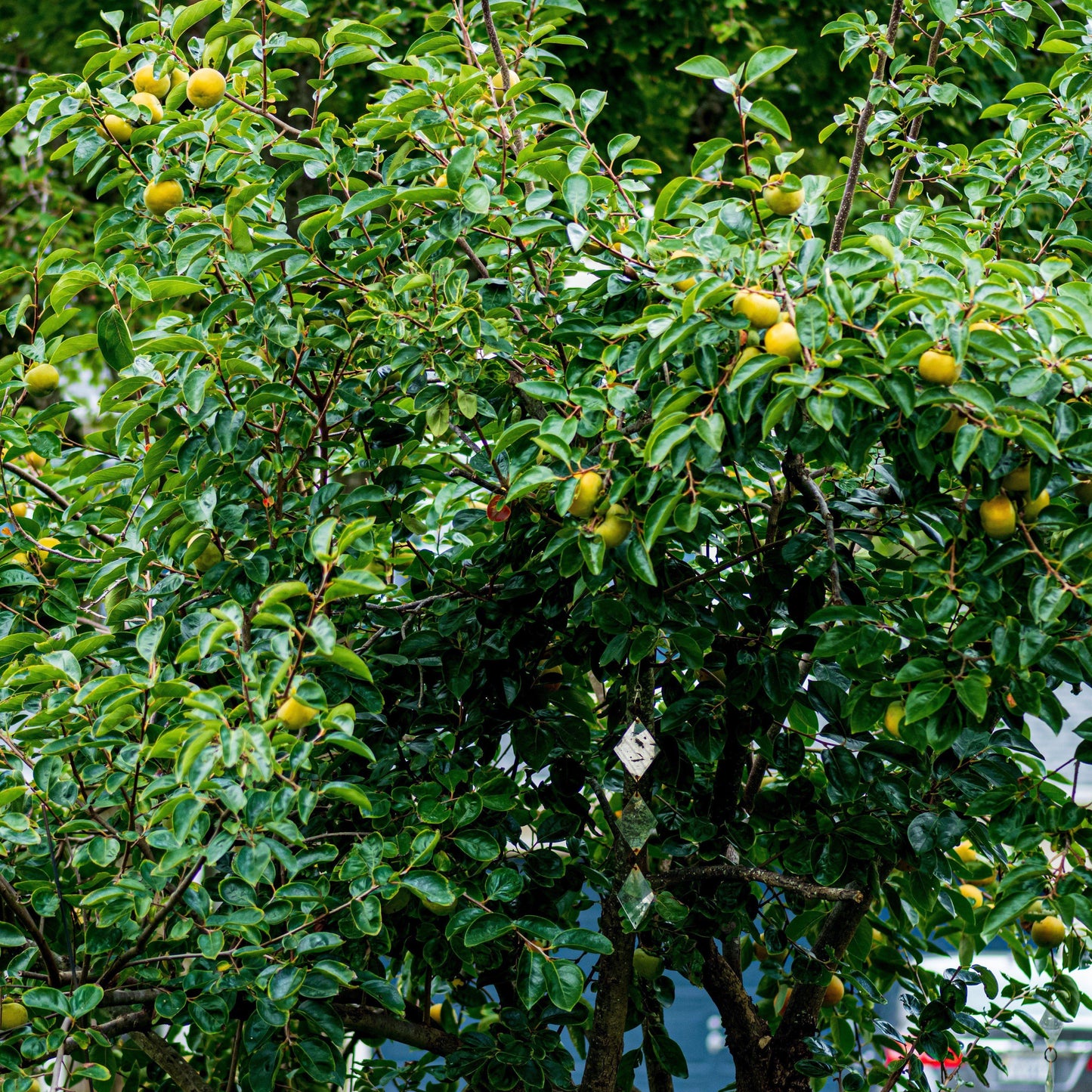 Diospyros virginiana  - Persimmon