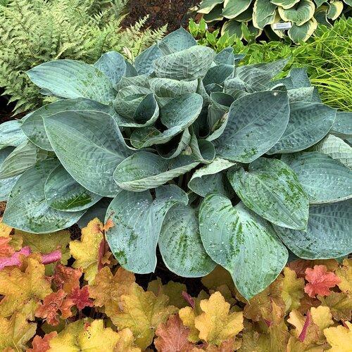Hosta - PW® Shadowland® Above The Clouds Hosta
