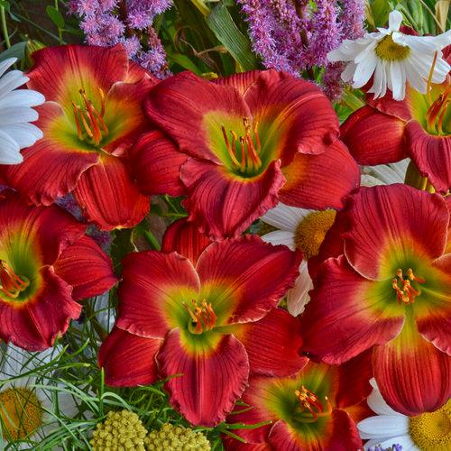 Hemerocallis  - Red Hot Returns Daylily