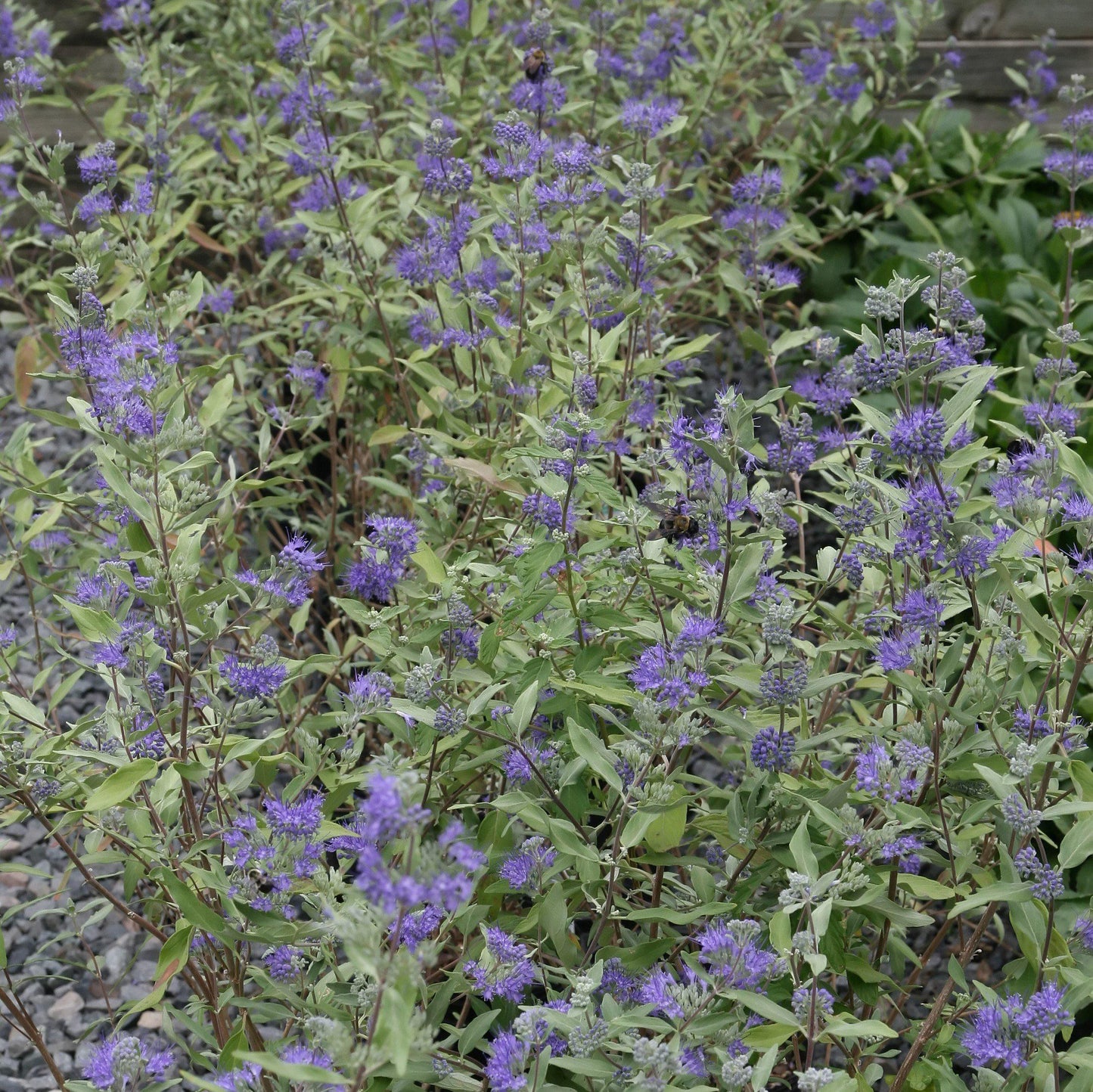 Caryopteris × clandonensis - Dark Knight Bluebeard