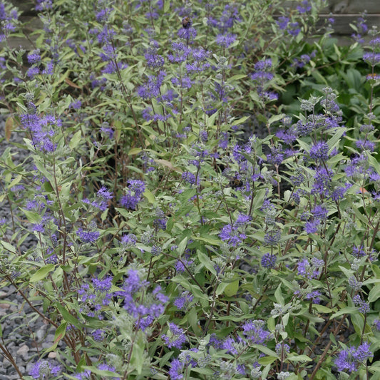 Caryopteris × clandonensis - Dark Knight Bluebeard