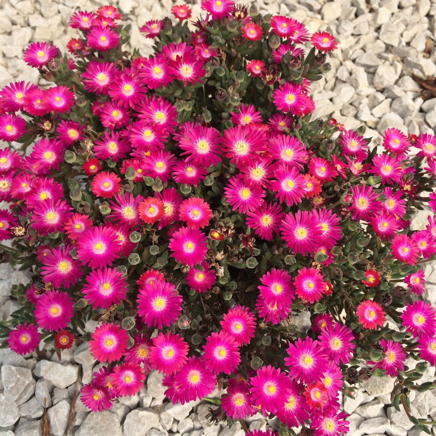 Delosperma cooperi - Jewel of Desert® Amethyst Ice Plant