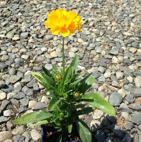 Coreopsis grandiflora - Early Sunrise Giant Tickseed