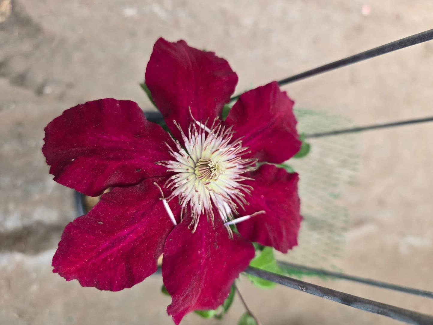 Clematis viticella - Rebecca™ Clematis