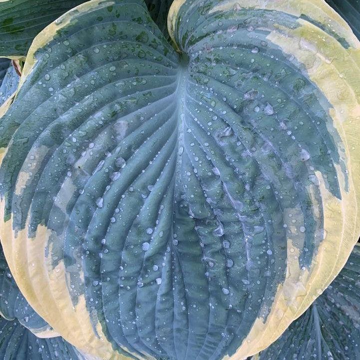 Hosta - PW® Shadowland® Gigantosaurus Hosta