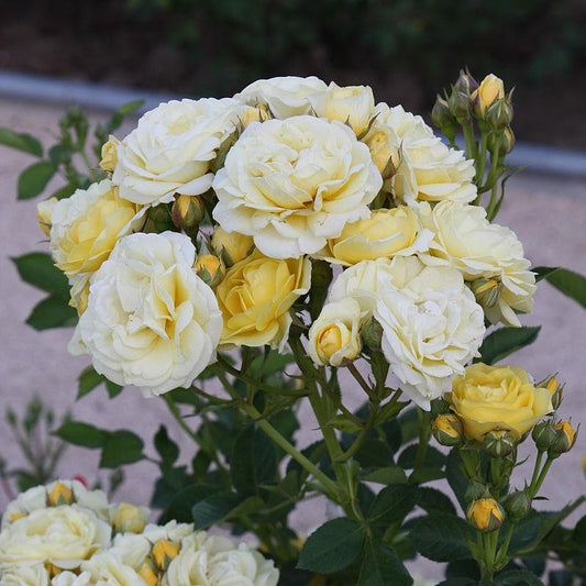 Rosa - Popcorn Drift® Rose
