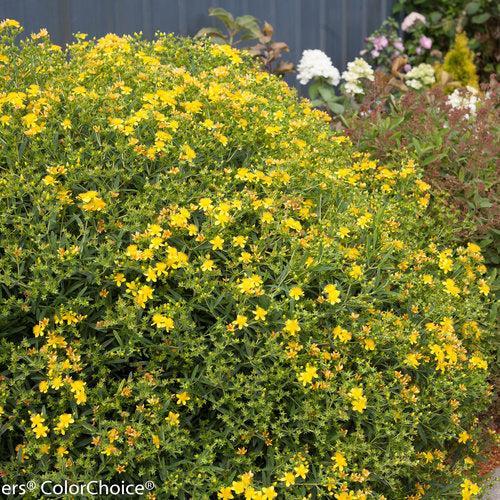 Hypericum kalmianum  - Sunny Boulevard® St. John's Wort